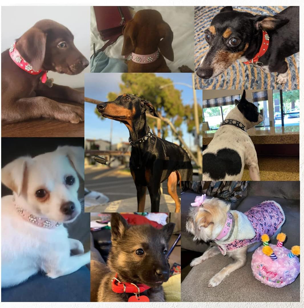 Rhinestone Flower Dog Collar - Sparkling Leather Pet Collar - for Small and Medium Dogs (Pink S)